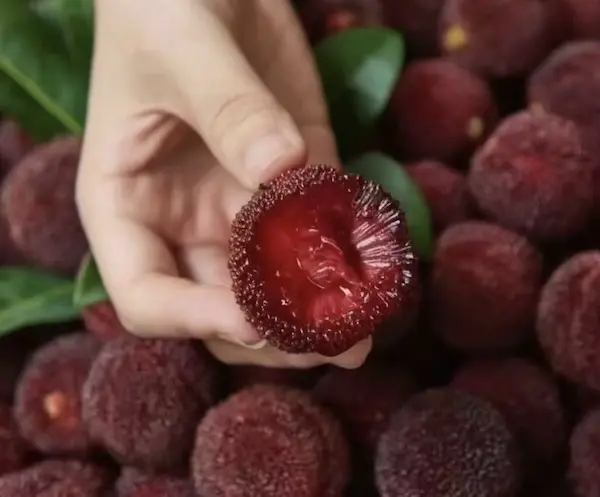 东魁大杨梅（6斤装，杭州）